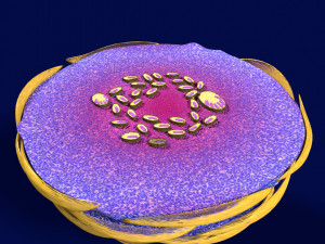 3D Caseating granuolma tuberculosis labelled model Modelo 3D