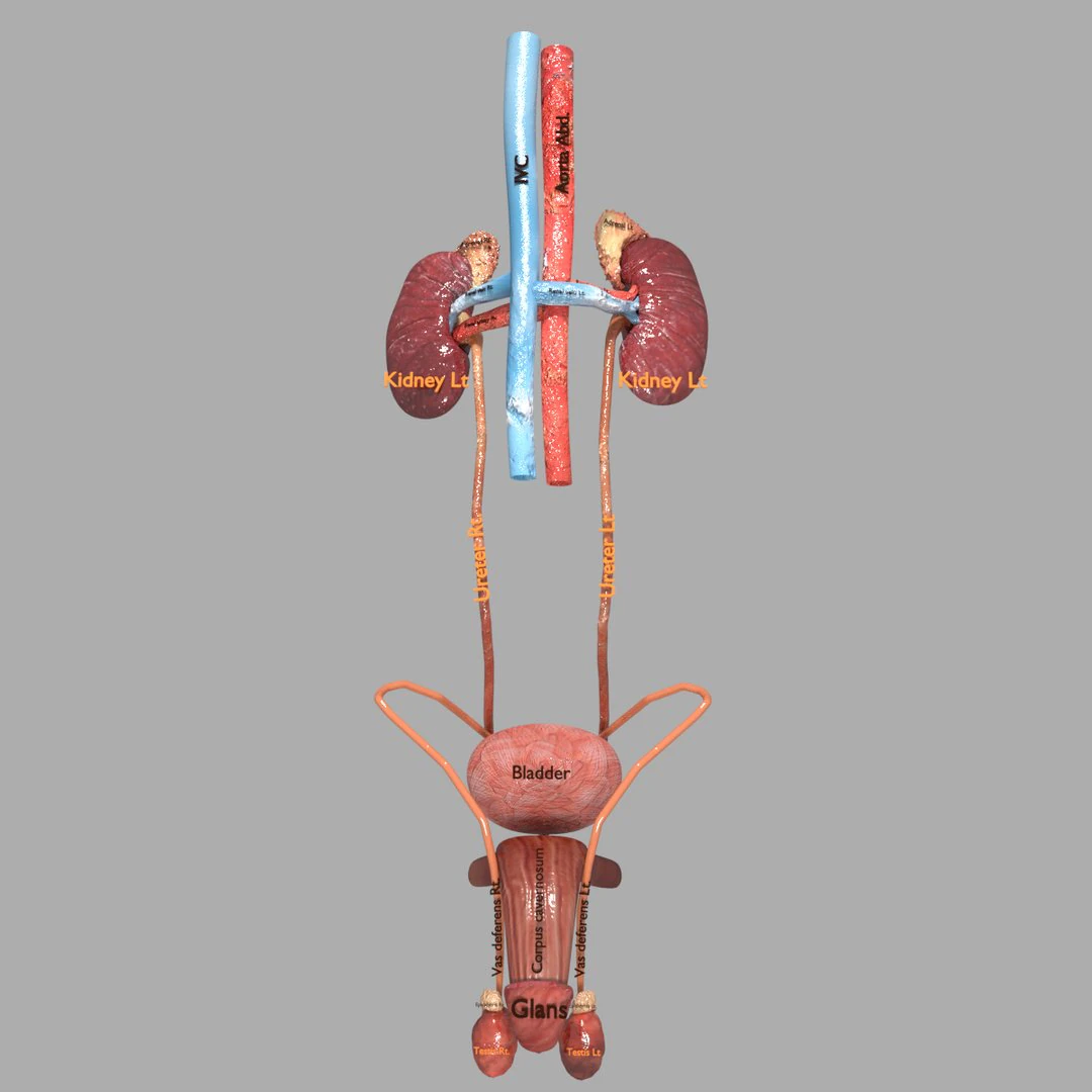 Genito urinary tract 3D 3D Model .c4d .max .obj .3ds .fbx .stl .blend 