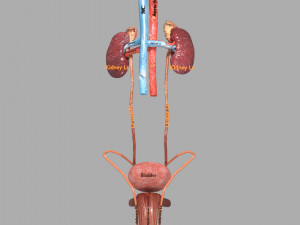 Genito urinary tract 3D Modello 3D