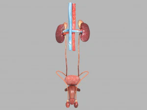 Genito urinary tract 3D 3D Model