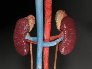 Genito urinary tract 3D 3D Model