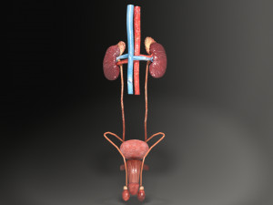 Genito urinary tract 3D Model 3D