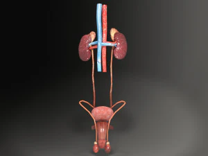 Genito urinary tract 3D 3D Model