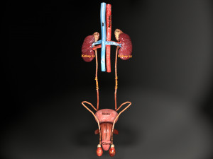 Genito urinary tract 3D Model 3D