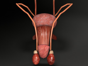 Genito urinary tract 3D Model 3D