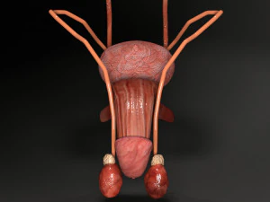 Genito urinary tract 3D 3D Model
