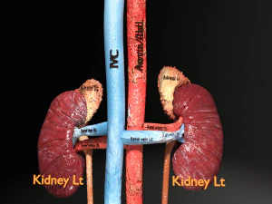 Genito urinary tract 3D 3D Model