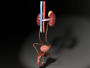 Genito urinary tract 3D 3D Model