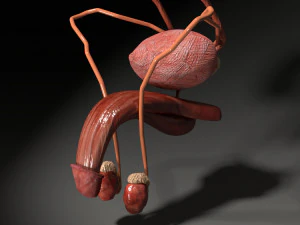 Genito urinary tract 3D 3D Model