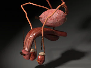 Genito urinary tract 3D 3D Model