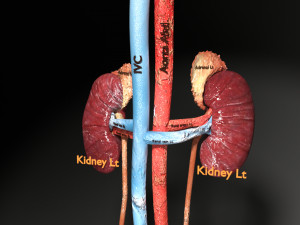 Genito urinary tract 3D Model 3D