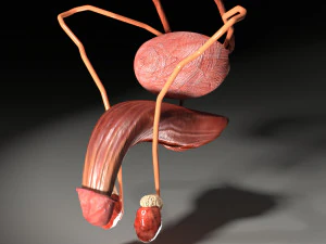 Genito urinary tract 3D 3D Model