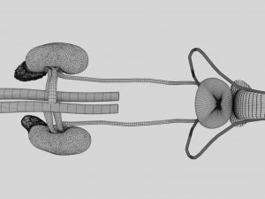 Genito urinary tract 3D 3D Model