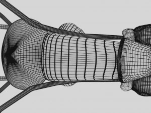 Genito urinary tract 3D 3D Model