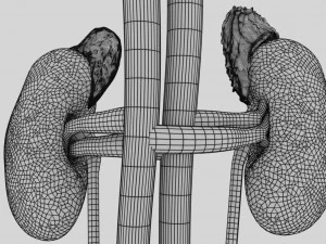 Genito urinary tract 3D 3D Model