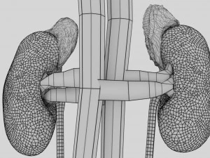 Genito urinary tract 3D 3D Model