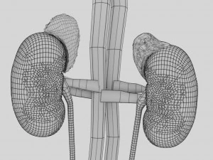 Genito urinary tract 3D 3D Model