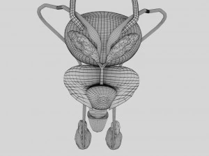 Genito urinary tract 3D 3D Model