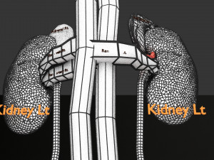 Genito urinary tract 3D Model 3D