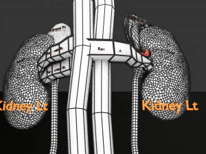 Genito urinary tract 3D 3D Model