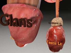 Genito urinary tract 3D 3D Model