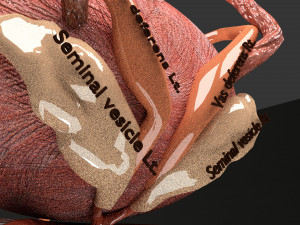 Genito urinary tract 3D Model 3D