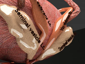 Genito urinary tract 3D 3D Model