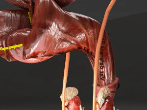 Genito urinary tract 3D 3D Model