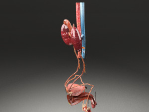 Genito urinary tract 3D Model 3D