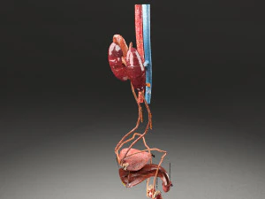 Genito urinary tract 3D 3D Model