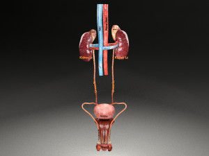 Genito urinary tract 3D Model 3D
