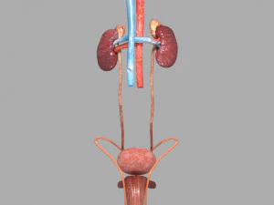 Genito urinary tract 3D 3D Model
