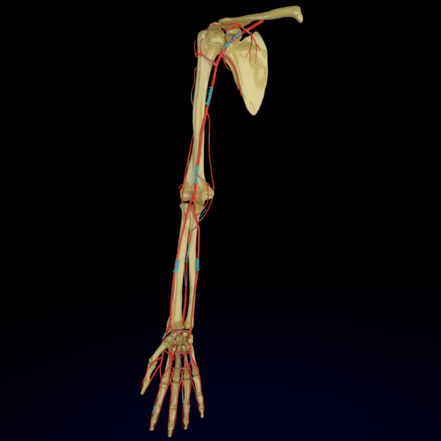 Upper limb arteries- axilla arm forearm hand 3D मॉडल .c4d .max .obj .3ds .fbx .stl .blend 