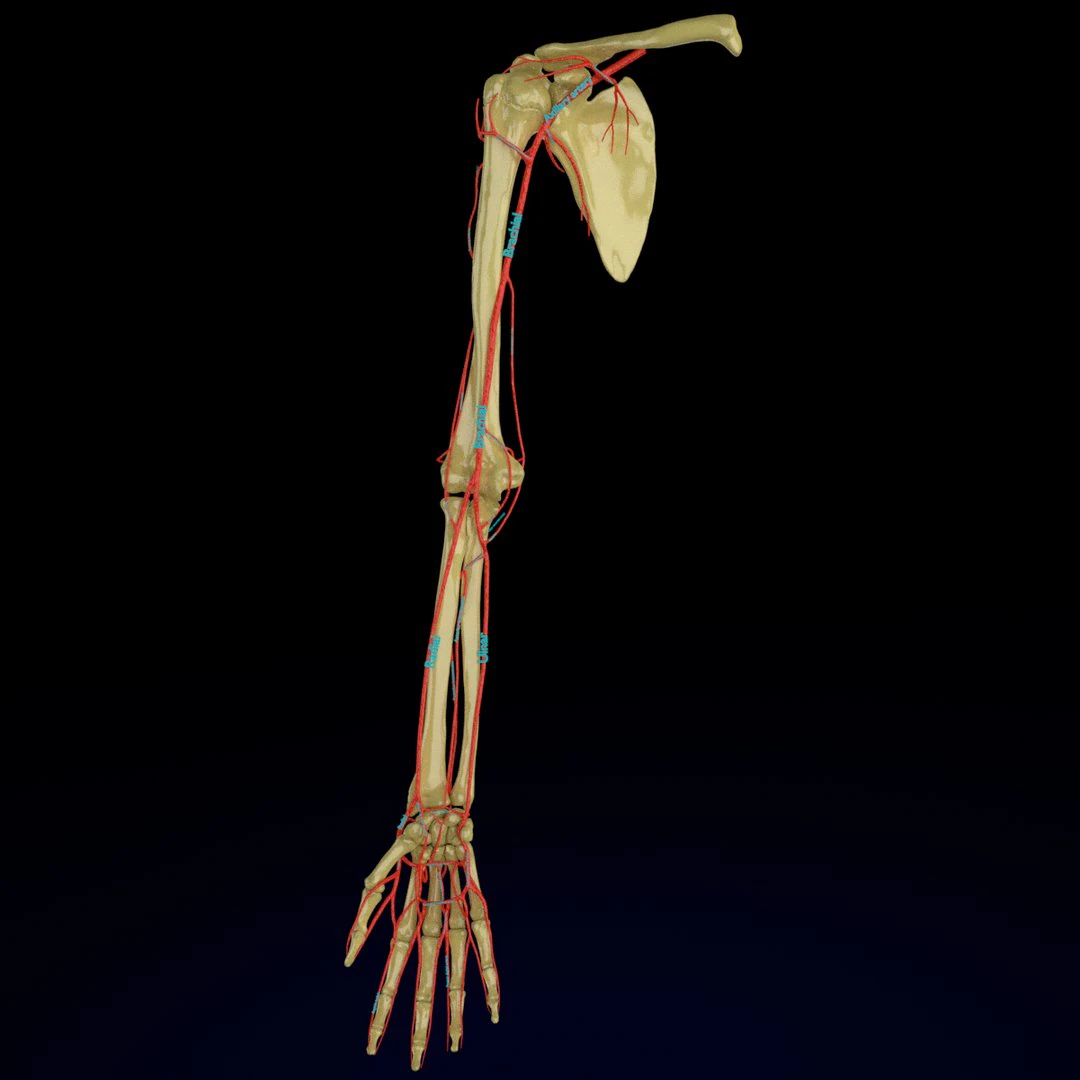 Upper limb arteries- axilla arm forearm hand 3D Model .c4d .max .obj .3ds .fbx .stl .blend 