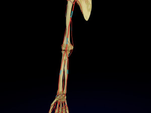 Upper limb arteries- axilla arm forearm hand 3D Model