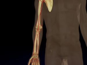 Upper limb arteries- axilla arm forearm hand 3D मॉडल