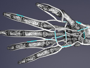 Upper limb arteries- axilla arm forearm hand 3D मॉडल