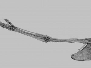Upper limb arteries- axilla arm forearm hand 3D मॉडल