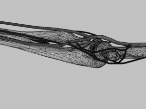 Upper limb arteries- axilla arm forearm hand 3D मॉडल