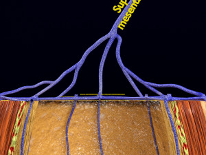 3D hemorrhoids CLEANED UP model 3D-Modell