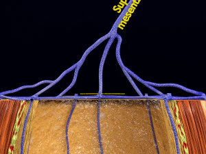 3D hemorrhoids CLEANED UP model 3D Model