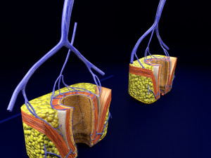 3D hemorrhoids CLEANED UP model 3D-Modell