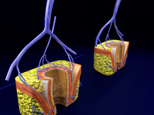 3D hemorrhoids CLEANED UP model 3D Model