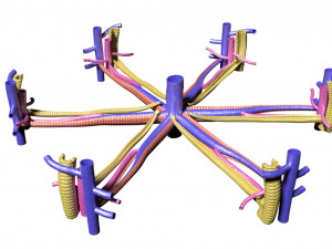 Hepatic lobule 3D Model