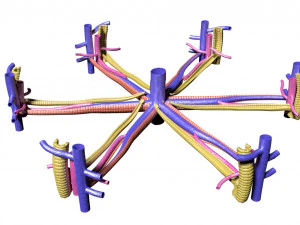 Lobulo epatico Modello 3D