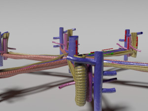 Hepatic lobule Modelo 3D
