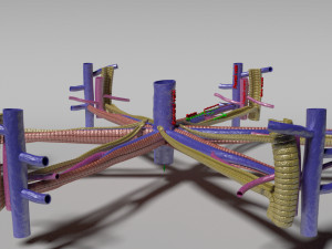 Hepatic lobule Modelo 3D