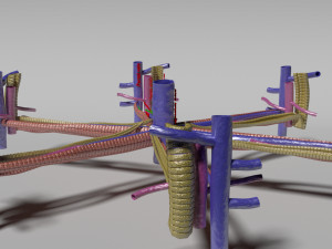 Hepatic lobule Modelo 3D