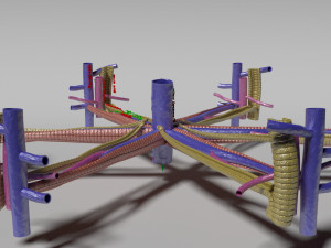 Hepatic lobule Modelo 3D