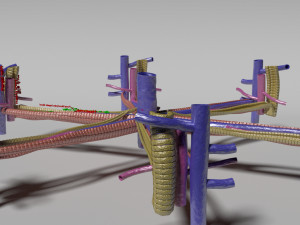 Hepatic lobule Modelo 3D